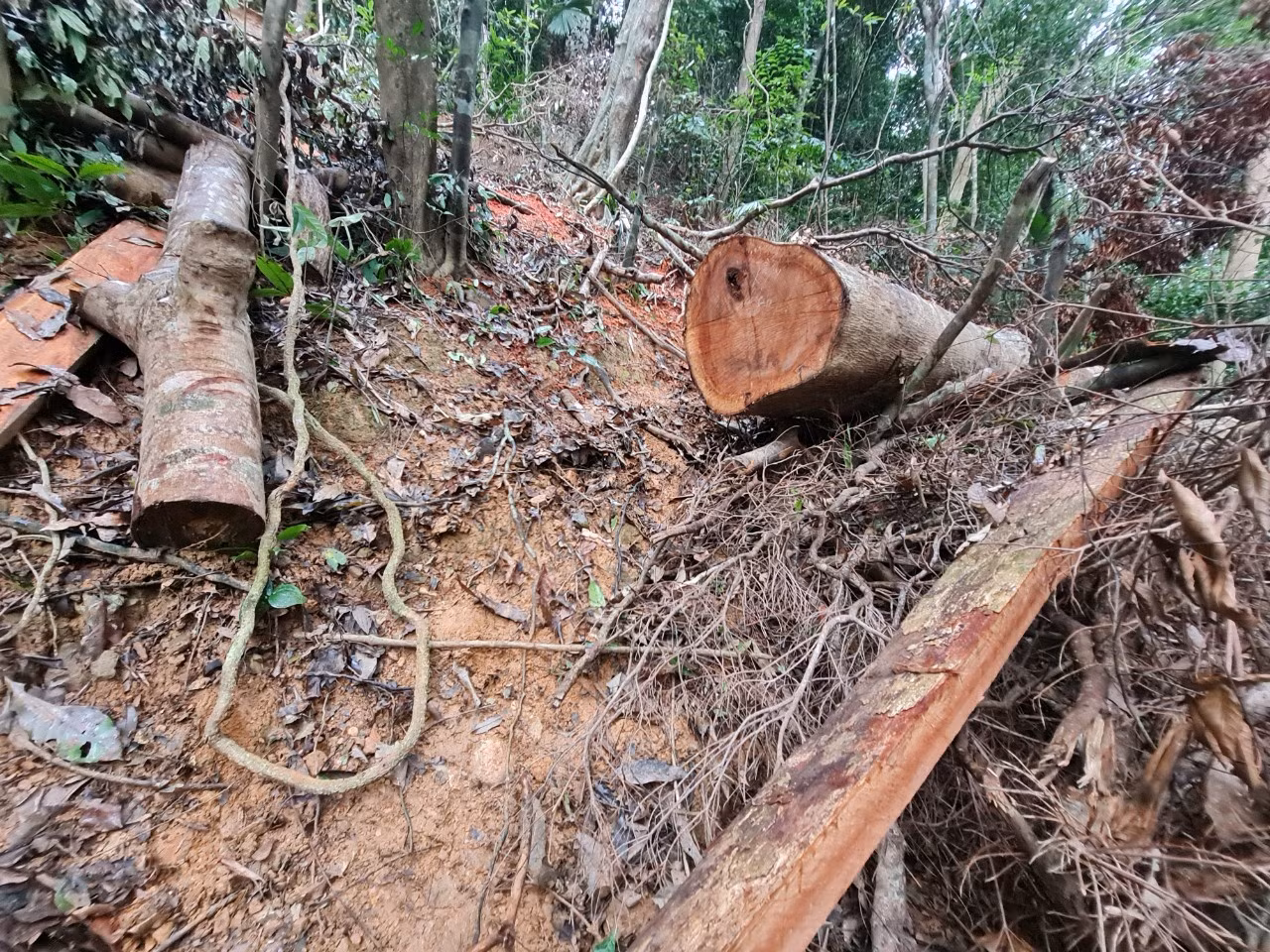 Tiếp tục kiểm tra rừng bảo tồn thiên nhiên Bắc Hướng Hoá, Quảng Trị bị đốn hạ hàng loạt -0