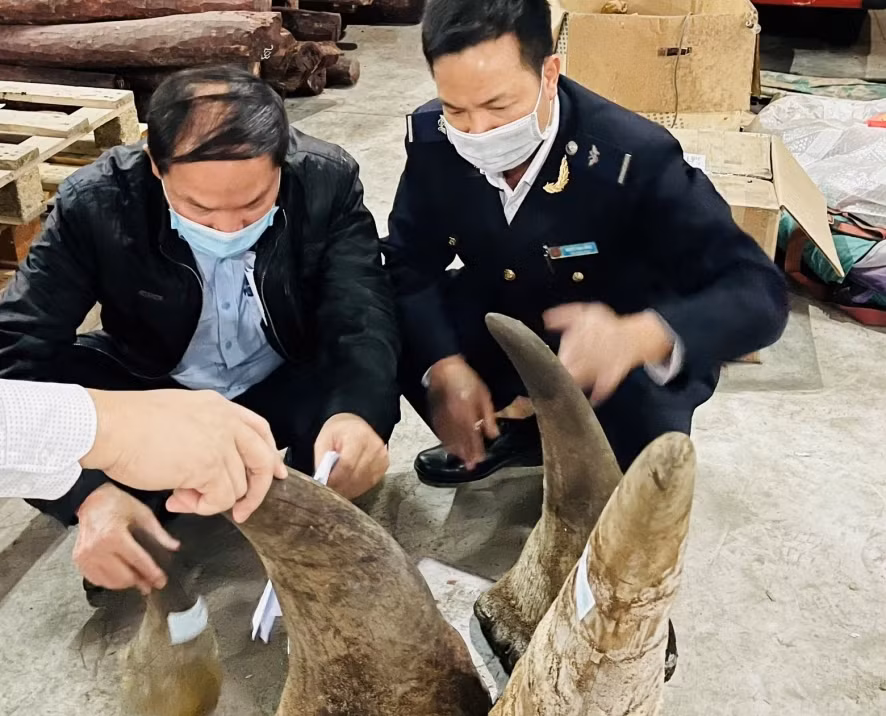 Bắt giữ gần 20 kg sừng tê giác vận chuyển bằng đường biển về cảng Hải Phòng -0