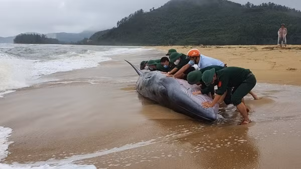 Kỳ bí những câu chuyện về nghĩa địa cá Ông ảnh 3