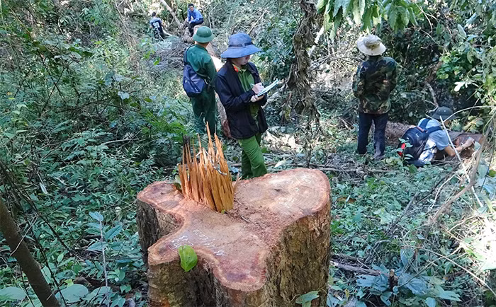 Rừng Ea Sô kêu cứu! -0