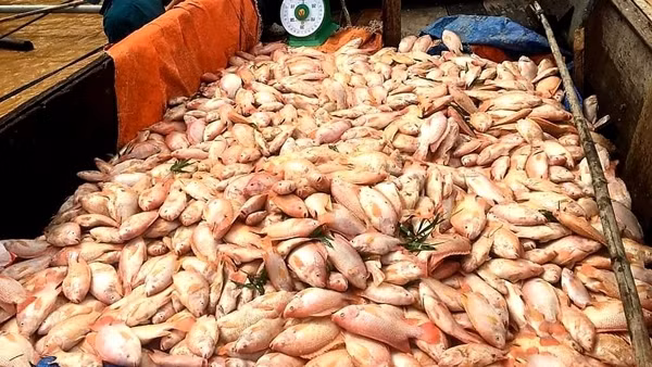 Lũ nhấn chìm hơn 230 ha hoa màu, cây ăn trái và làm chết gần 800 tấn cá ảnh 3