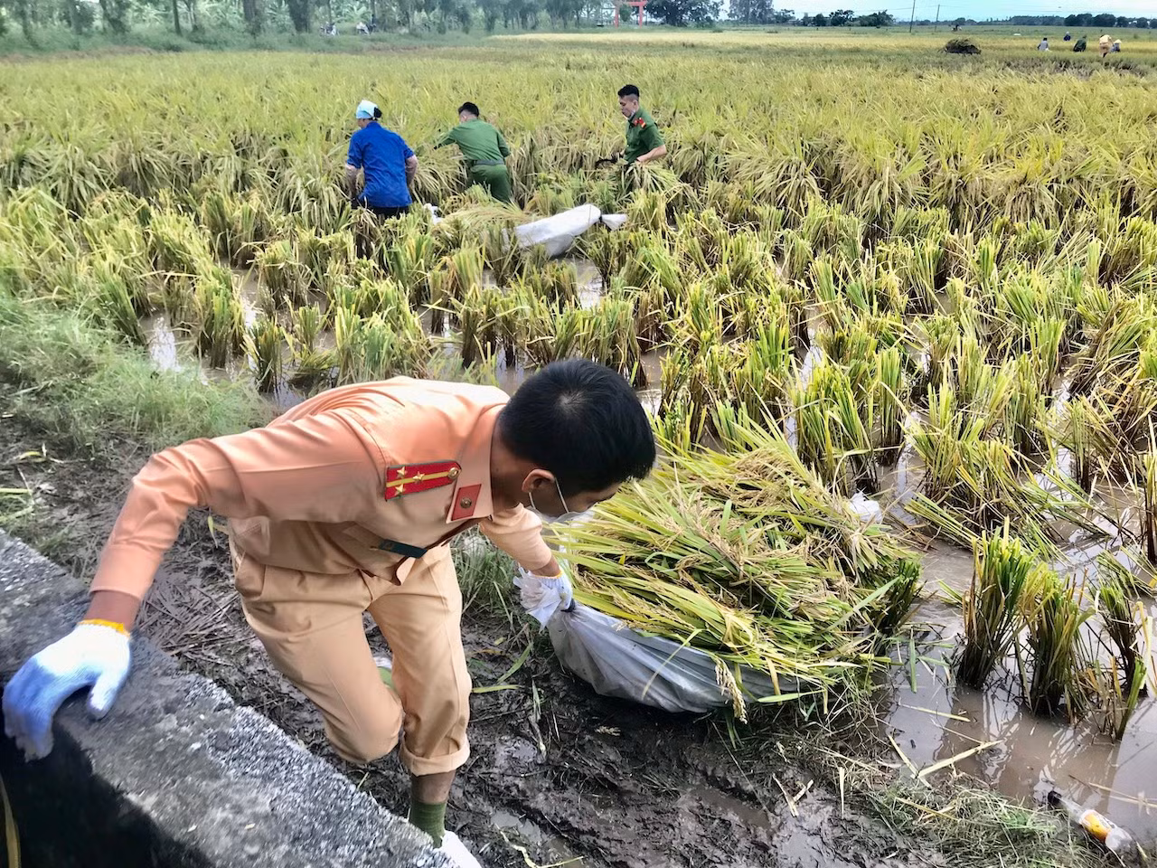 Công an Thái Bình xuống đồng giúp dân 