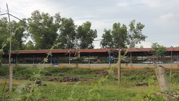 Trại chăn nuôi heo tập trung gây ô nhiễm môi trường