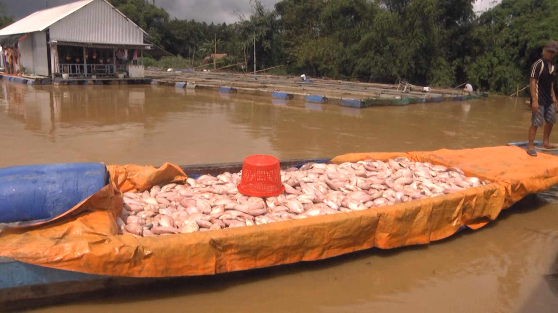 Hơn 230 ha hoa màu cây ăn trái và gần 800 tấn cá bị thiệt hại -0