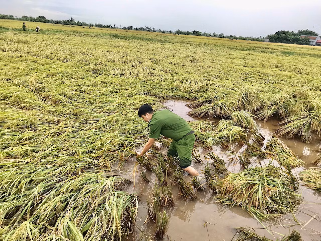 Công an Thái Bình xuống đồng giúp dân 