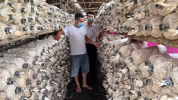 Làm giàu dưới tán cây cao su