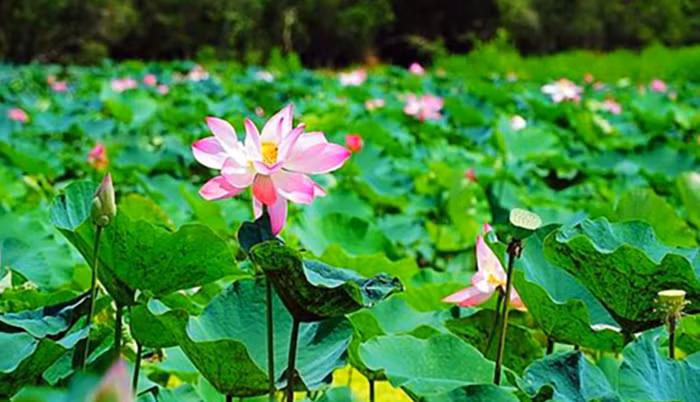 Chủ đầu tư lên tiếng về ồn ào quanh dự án Sân đua bò tại Rừng tràm Trà Sư -0
