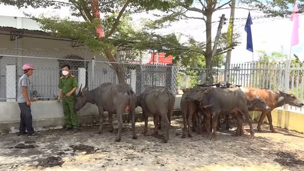 Đang đi trộm đàn trâu thì gặp Công an xã