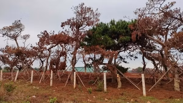 Gia Lai thu hồi chủ trương nghiên cứu, khảo sát, lập quy hoạch 4 dự án của FLC