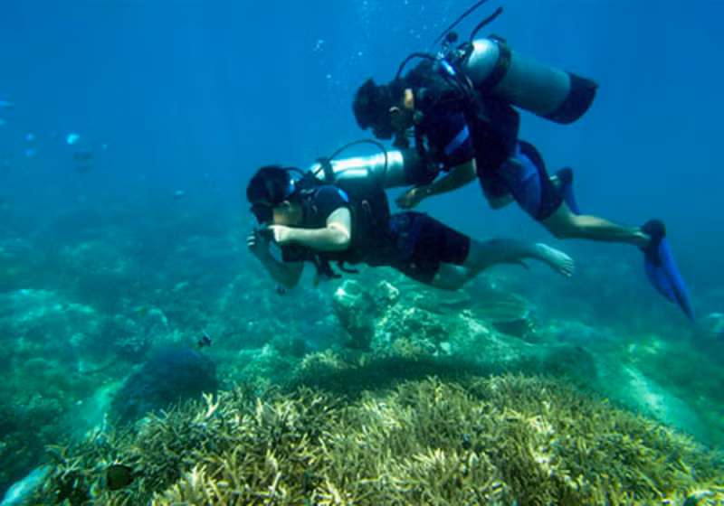  Nhiều giải pháp phục hồi và bảo vệ rạn san hô ở vịnh Nha Trang -0