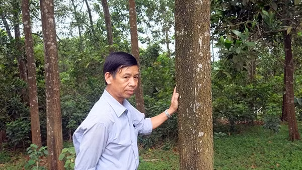 Điều tra vụ phá hơn 4,1ha rừng phòng hộ ảnh 3