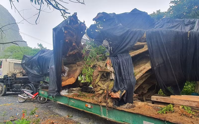 Bắt xe chở cây “siêu khủng” trên rừng Trường Sơn về xuôi -0