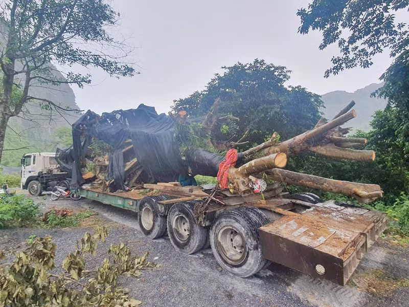 Vụ khai thác, vận chuyển 2 “cây khủng” bị phạt 750 ngàn đồng -0