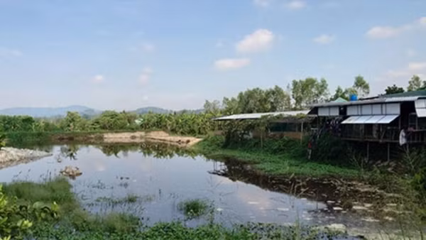 Xử phạt gần 600 triệu đồng với công ty chăn nuôi vi phạm về môi trường