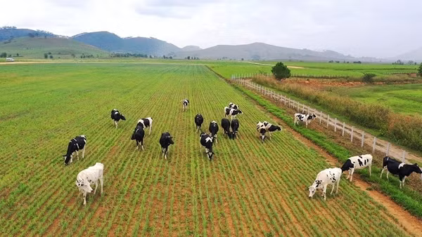 Vinamilk có 5 nhãn hiệu lọt Top thương hiệu sữa và sản phẩm từ sữa được chọn mua nhiều nhất ảnh 7