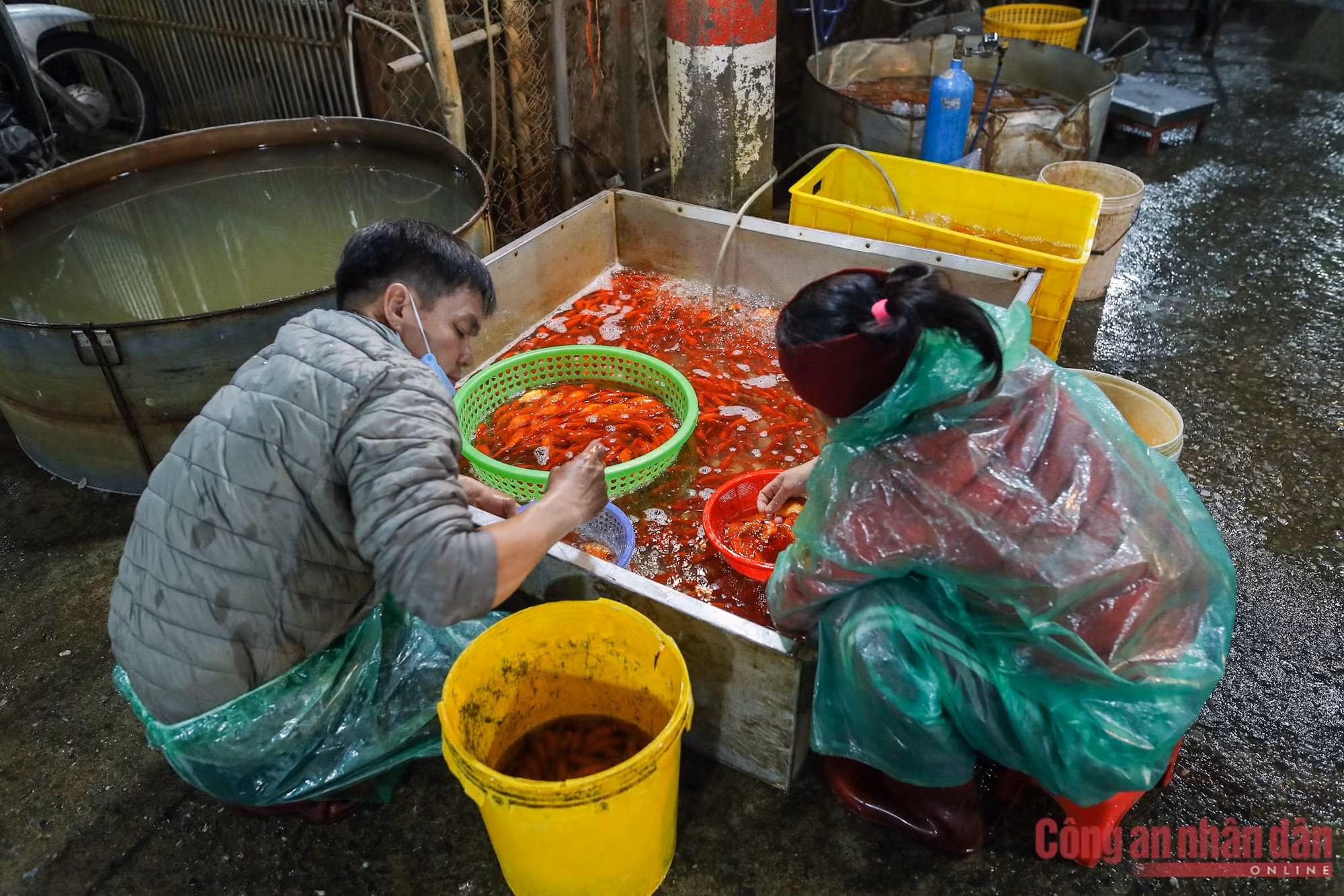 Cá chép đỏ ế hàng trước ngày ông Công ông Táo -1