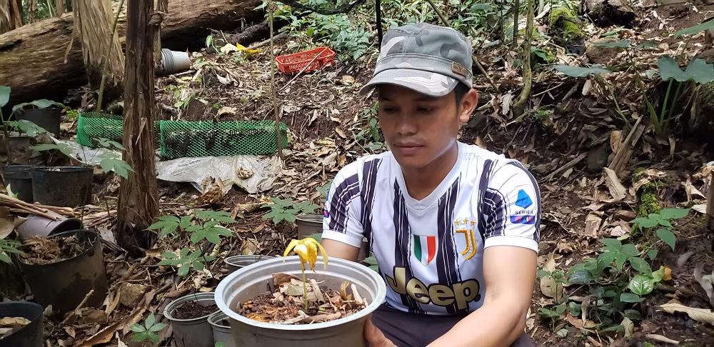 Sâm Ngọc Linh chết hàng loạt, người dân lâm cảnh nợ nần -0
