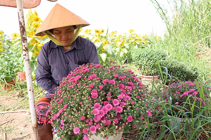 Hoa kiểng, nông sản Cần Thơ được giá -0
