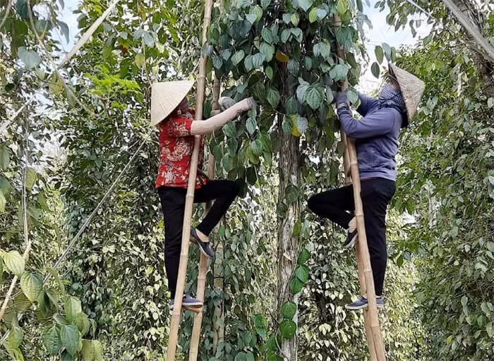 Nhọc nhằn trên những ngọn hồ tiêu -0