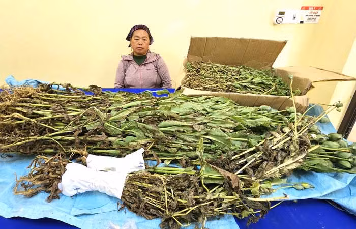 Bắt quả tang đối tượng trồng trái phép gần 800 cây thuốc phiện -0