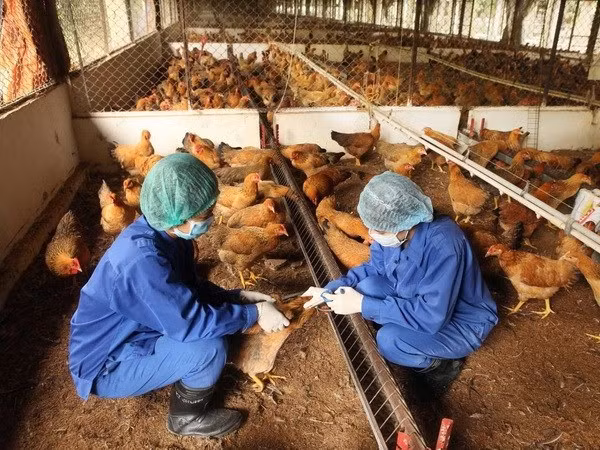 Nam sinh viên tử vong vì cúm A/H5N1 trước Tết có đi bẫy chim hoang dã -0