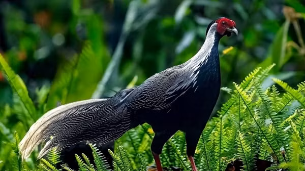 Phát hiện nhiều loài động vật quý hiếm trên núi Bạch Mã