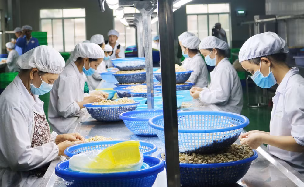 Chủ động xây dựng vùng nguyên liệu để tránh bị động khi nhập khẩu -0