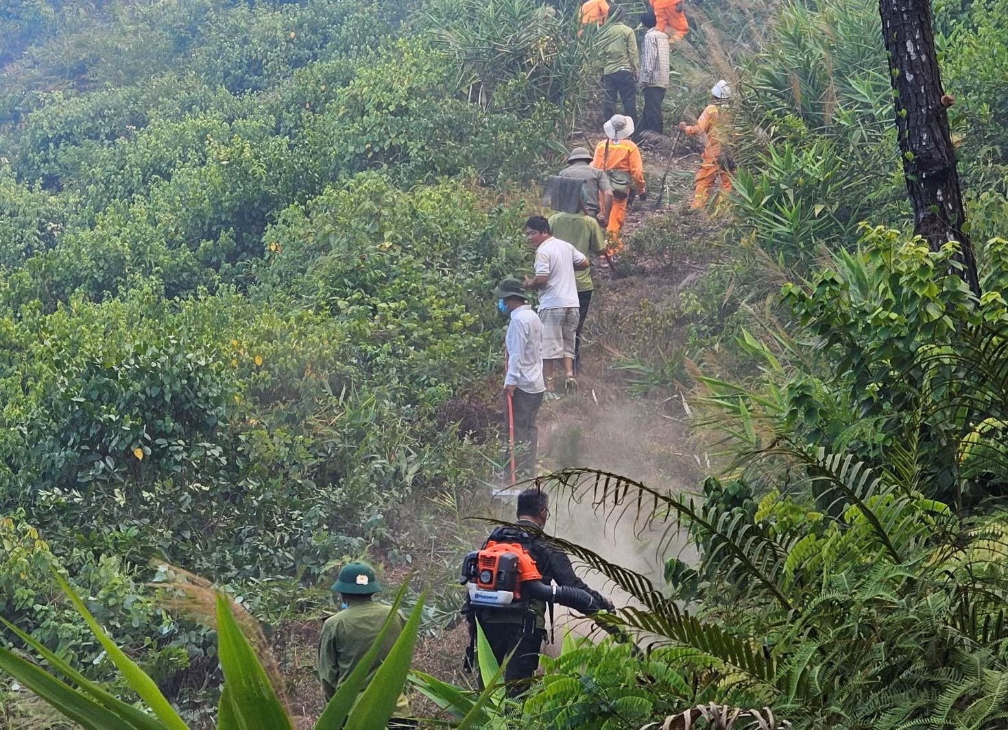 Khống chế vụ cháy rừng thông ở Thừa Thiên-Huế -0
