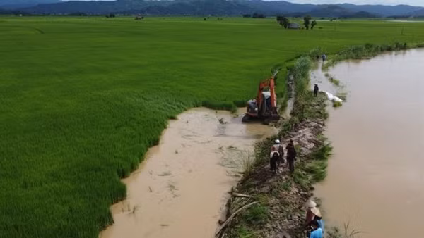 Vỡ đê bao, hàng nghìn ha lúa có nguy cơ bị ngập úng