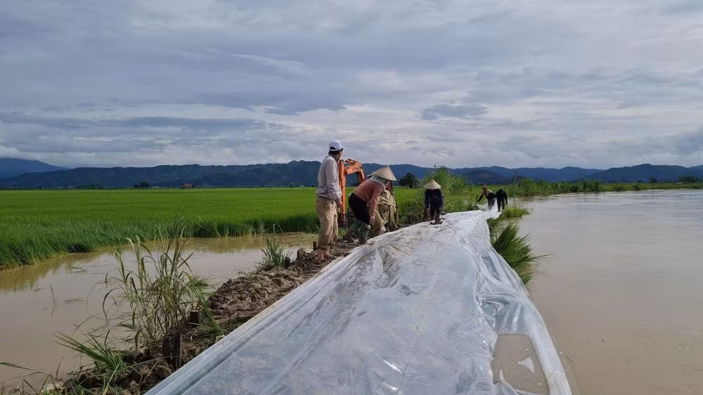 Vỡ đê bao, hàng nghìn ha lúa có nguy cơ bị ngập úng -0