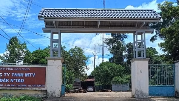 Phó Giám đốc công ty lâm nghiệp bị lâm tặc đánh gãy xương sườn