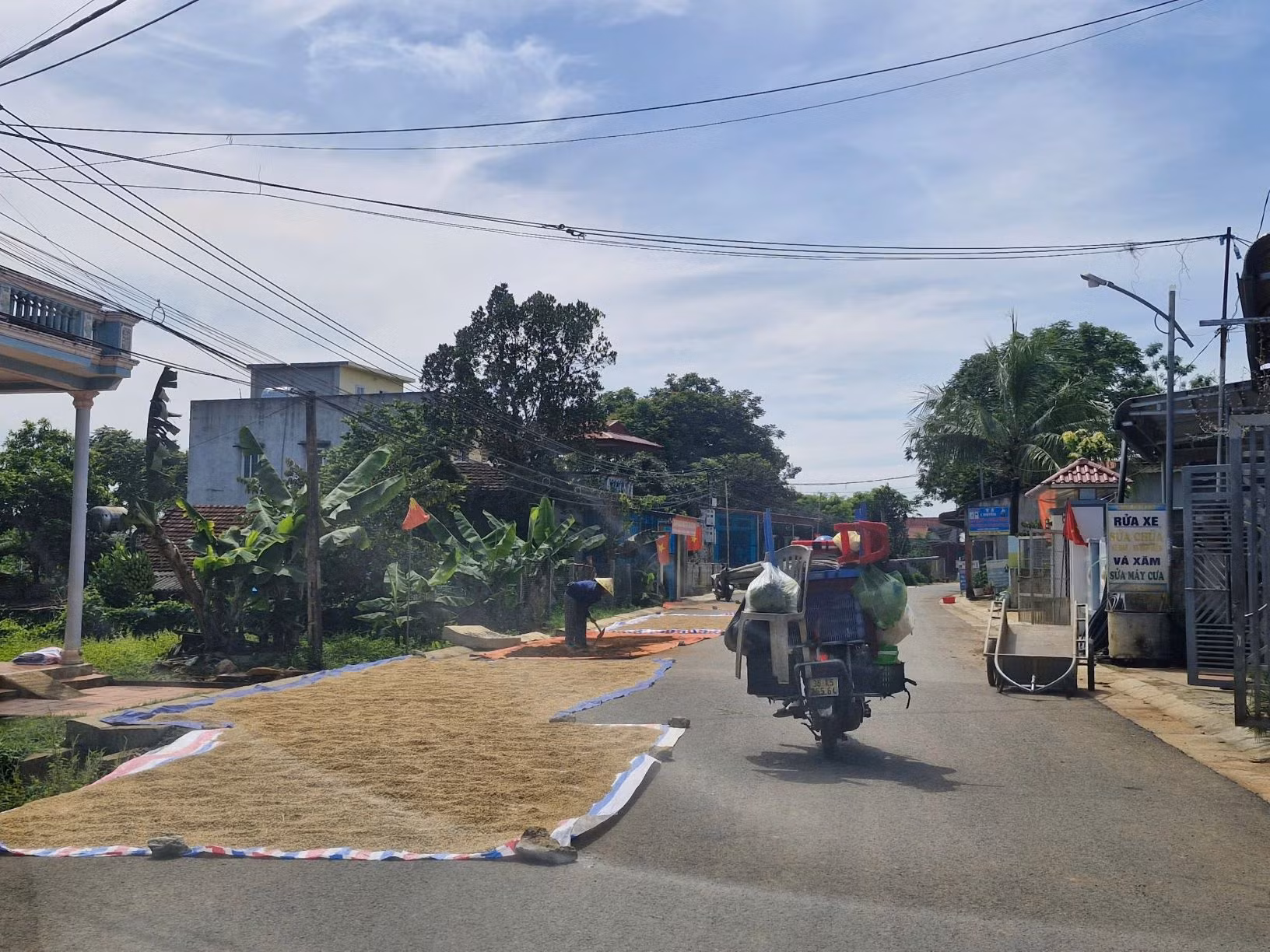 Lòng đường thành nơi phơi lúa -0