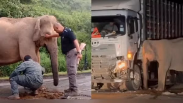 Lối đi riêng cho động vật hoang dã