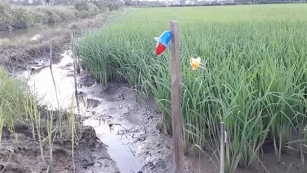 Đang nhậu nổi hứng ra ruộng bắn rắn thì bị điện giật
