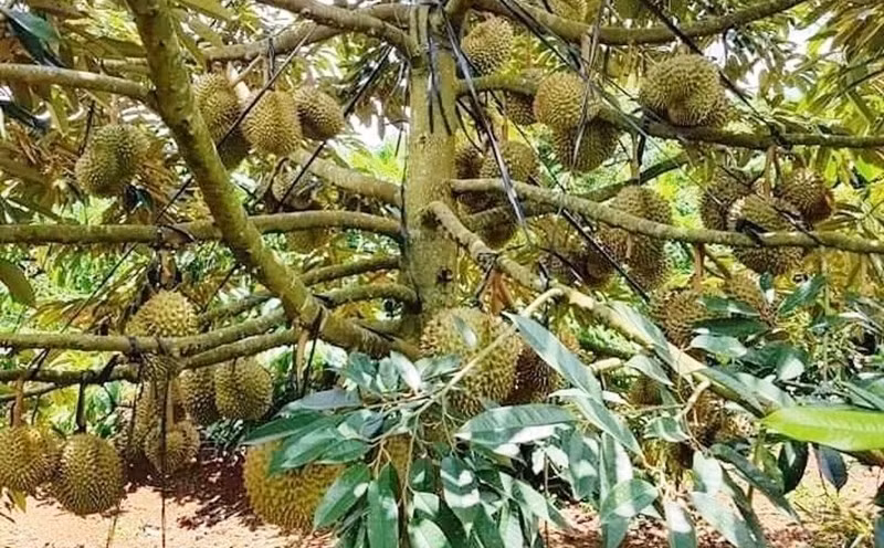 Sầu riêng ngâm hóa chất ở Đắk Nông là thông tin sai sự thật -0