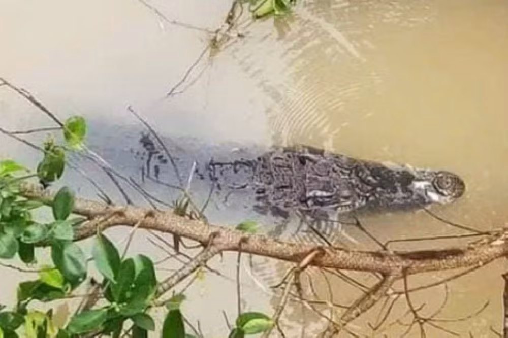 Dân lo lắng vì cá sấu xuất hiện trên kênh Lò Đường -0