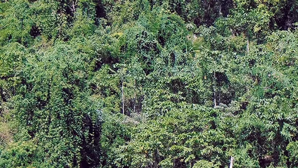 Quảng Nam - vùng đất của đa dạng sinh học