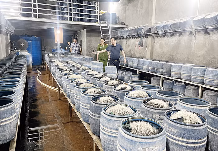 Công an Lào Cai phát hiện, triệt phá 2 cơ sở dùng hóa chất độc hại làm giá đỗ bán ra thị trường -0