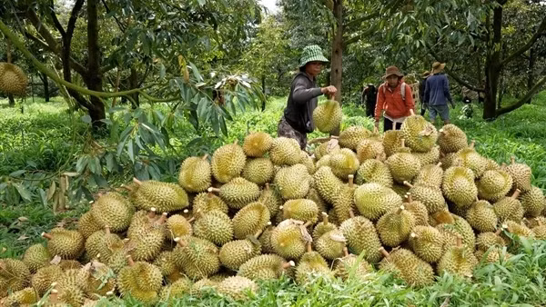 Xử lý từ gốc tồn dư&nbsp;thuốc bảo vệ thực vật trên nông sản