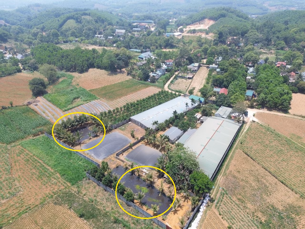 Đình chỉ trại nuôi lợn gây ô nhiễm sau phản ánh của Báo CAND -0