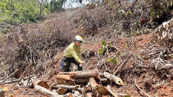 Khởi tố vụ án phá rừng để trồng cao su