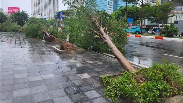 Hàng loạt cây xanh đổ ở Hà Nội: Quy trình trồng cây liệu có phải nguyên nhân?