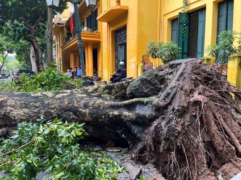 Trên 40.000 cây gãy đổ, Hà Nội tập trung “cứu” khoảng 3 nghìn cây -0