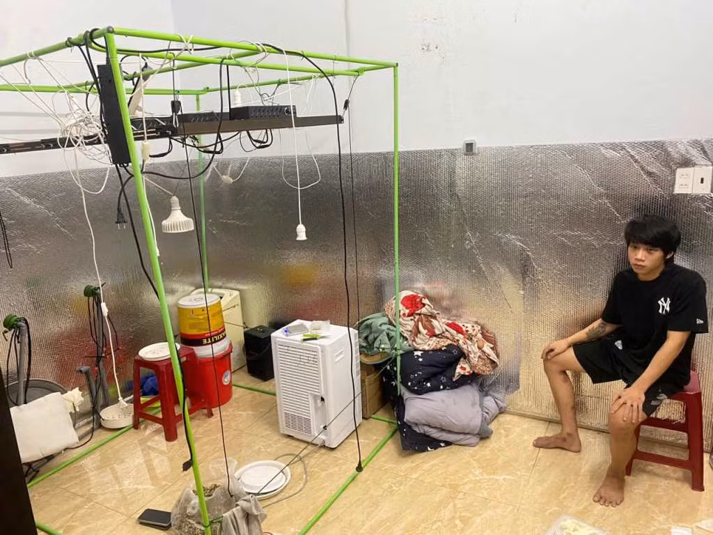 Trồng cần sa trong phòng ngủ để chế thành phẩm cung cấp ra 'thị trường