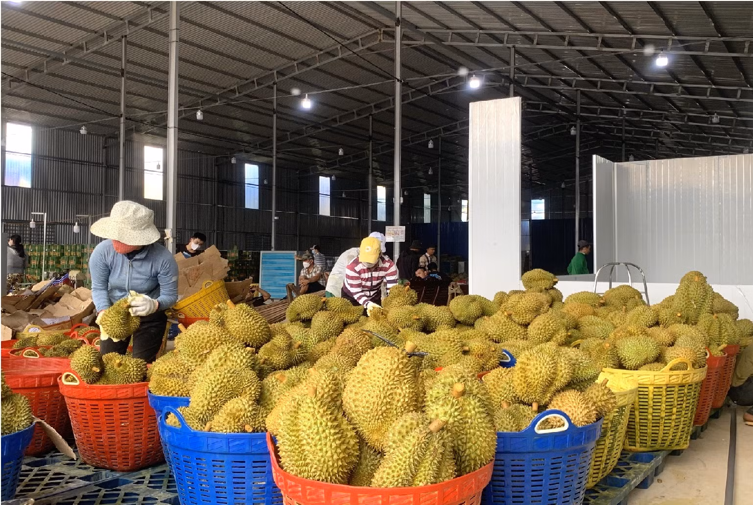 Làm giả “Giấy uỷ quyền xuất khẩu” sầu riêng -0