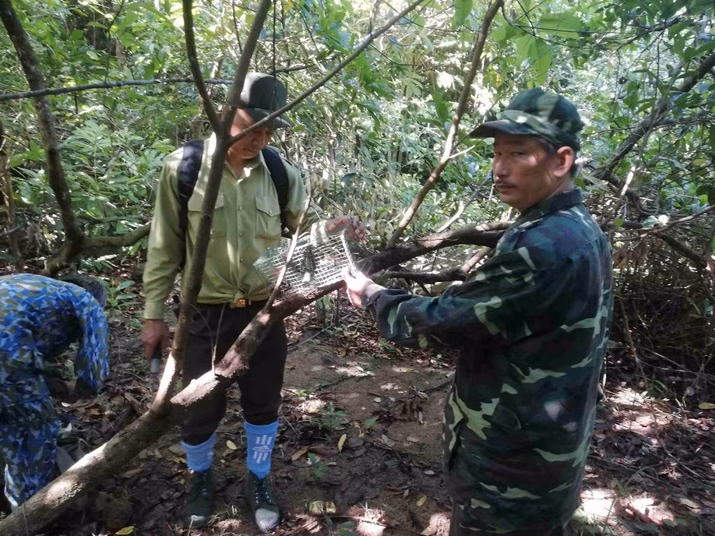 Báo động nạn bẫy thú rừng tại khu bảo tồn bán đảo Sơn Trà -1