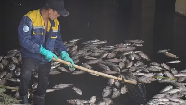 Sau trận mưa đầu mùa, cá chết nổi kín mặt kênh Đa Cô