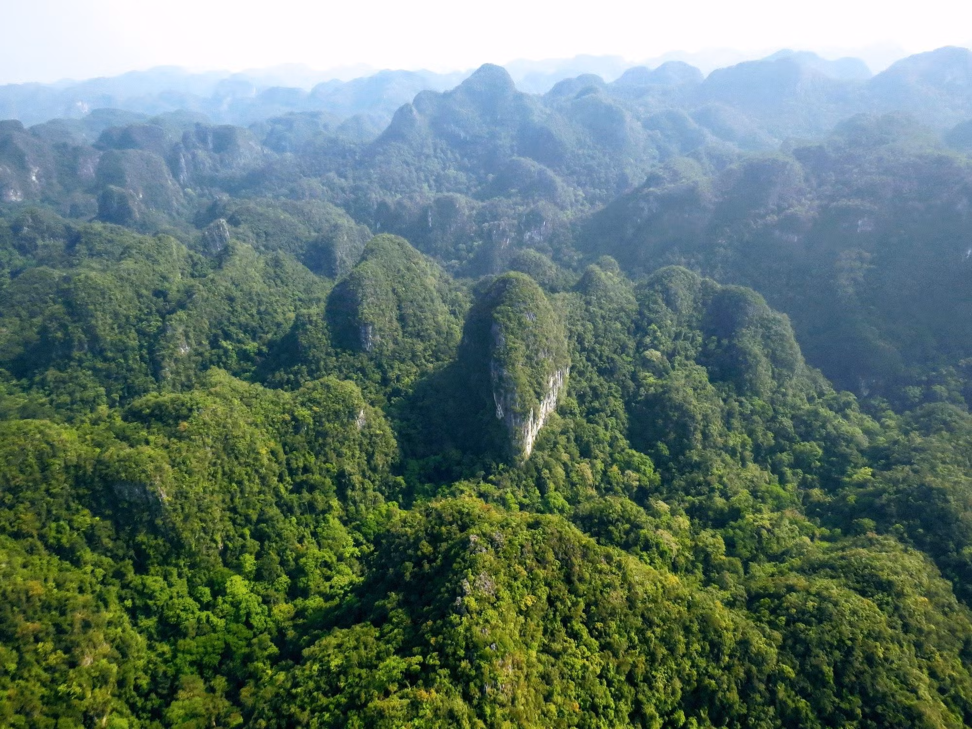 UNESCO khuyến cáo Phong Nha-Kẻ Bàng về sự xâm hại của các loài ngoại lai -0