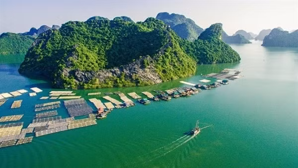 Quần thể Vịnh Hạ Long-quần đảo Cát Bà là Di sản Thiên nhiên thế giới