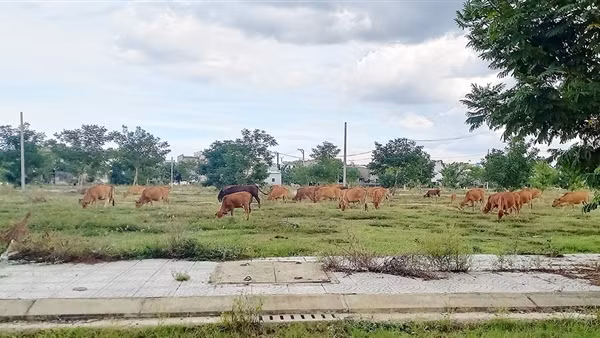 Vì sao một giám đốc ở Quảng Nam bị đề nghị dừng xuất cảnh?